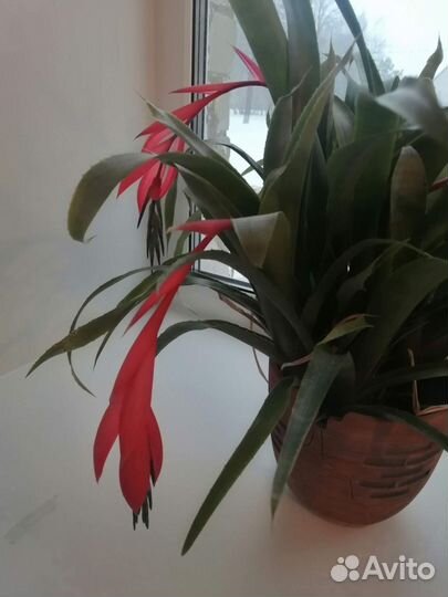 Бильбергия