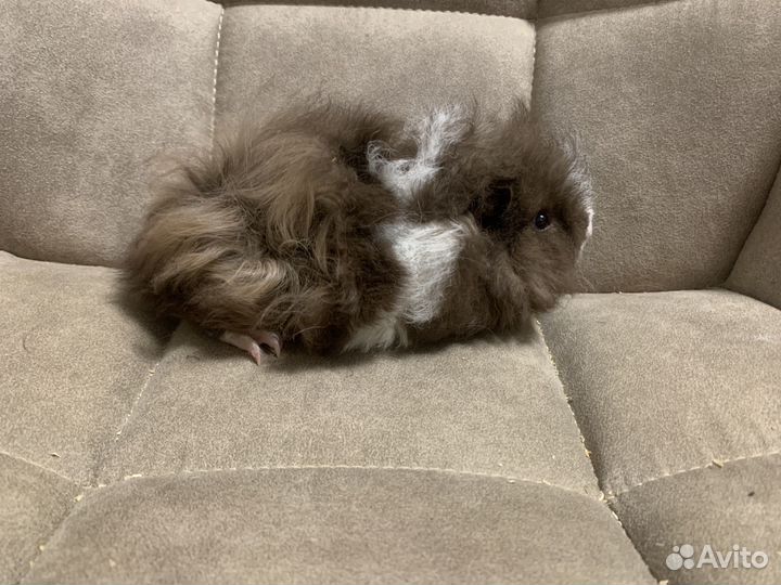 Лункария - поросята очаровашки