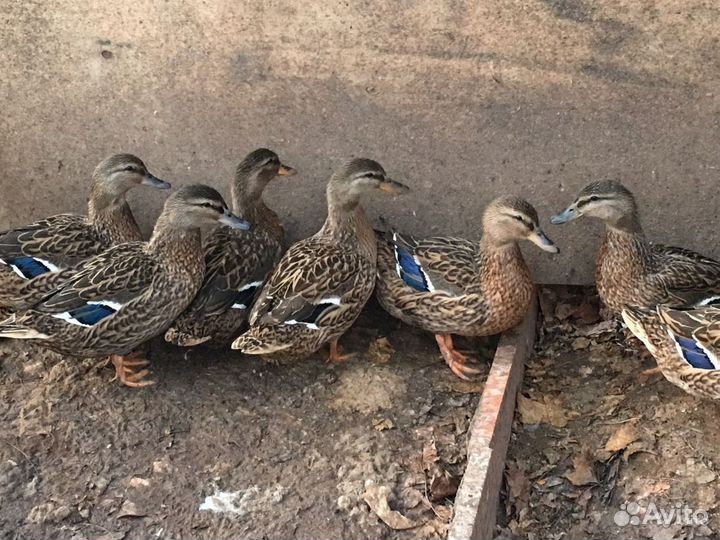 Утки подсадные для охоты