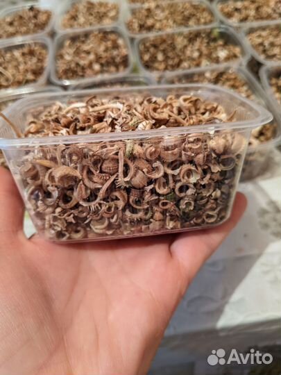 Календула семена