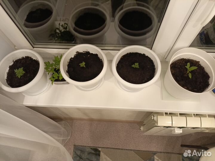 Горшок с помидорами черри