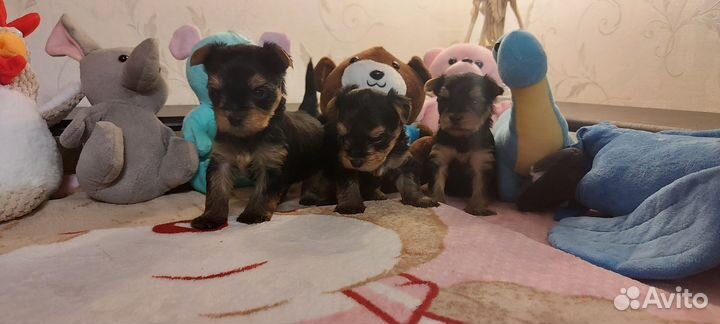 Йоркширский терьер