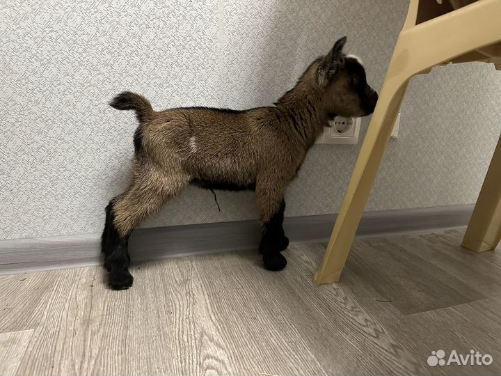 Камерунские козлята