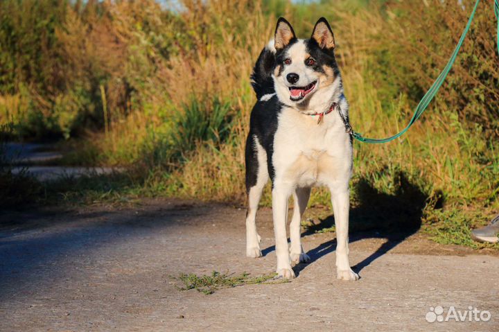 Маня в Добрые руки