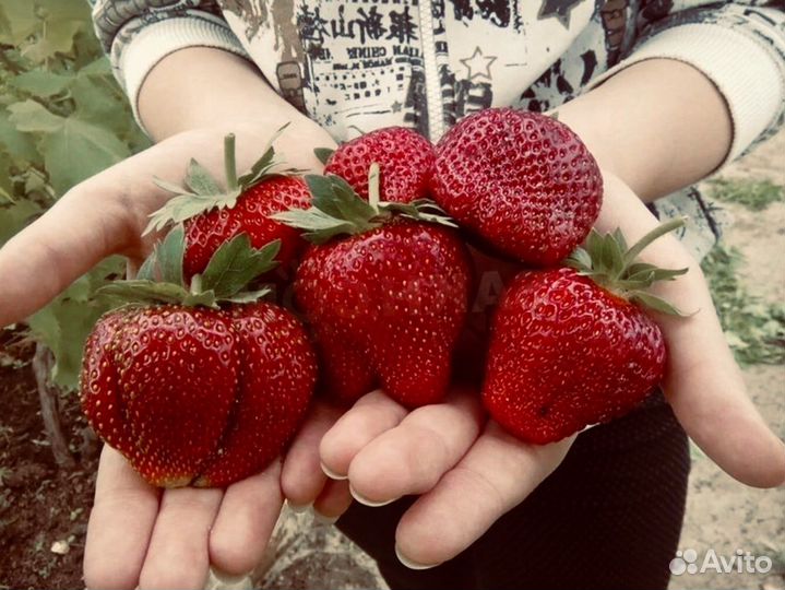 Клубника Земляника Садовая саженцы