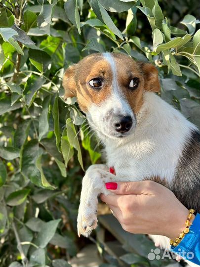 Отдам в добрые руки