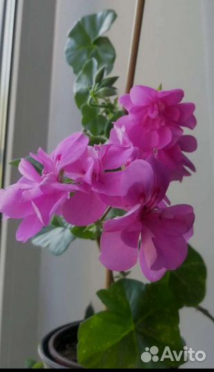 Герань пеларгония розебудная и ампельная