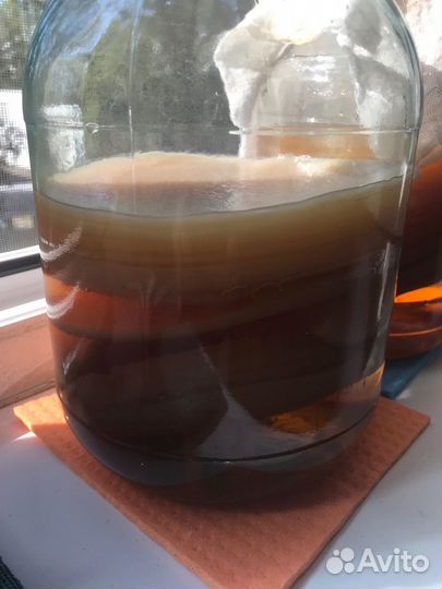 Чайный гриб комбуча