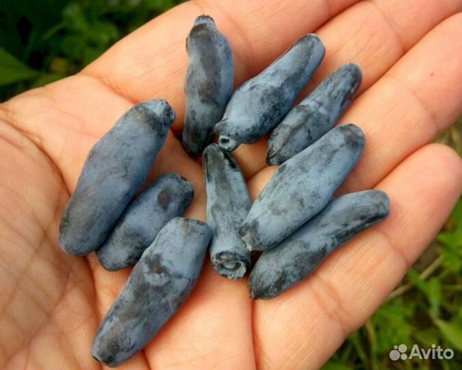 Саженцы жимолости Голубое веретено