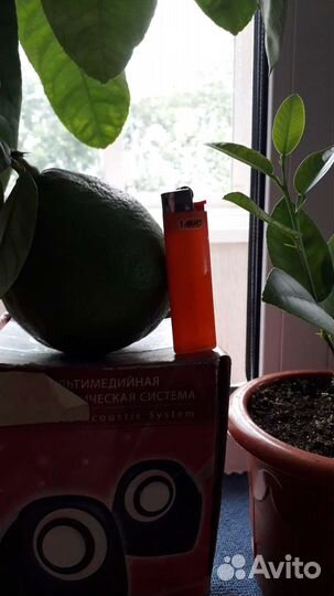 Лимон пандероза