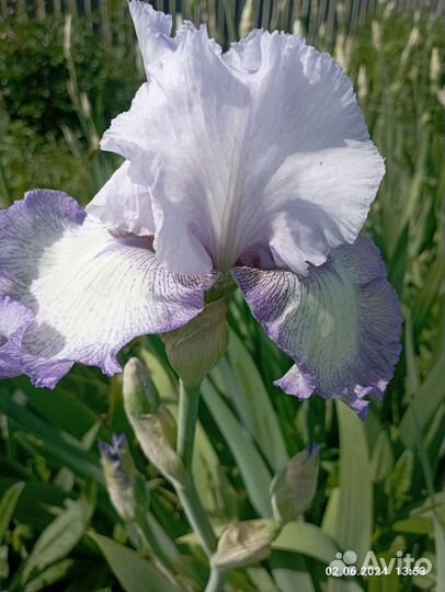 Ирисы