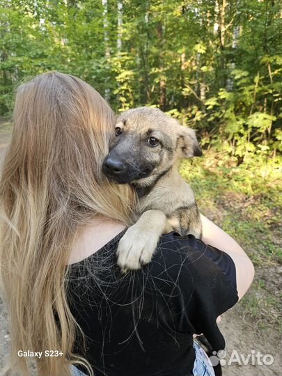 Собака в добрые руки щенок