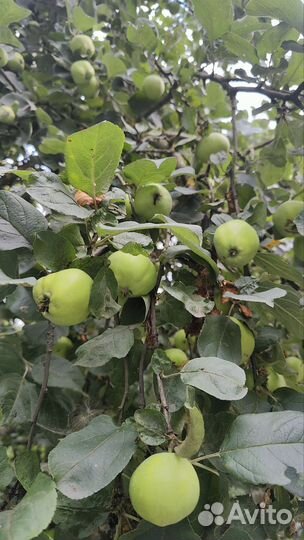 Яблоки домашние