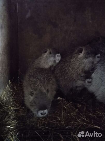 Мускусные утки,нутрии,индюшата,гусята,утята