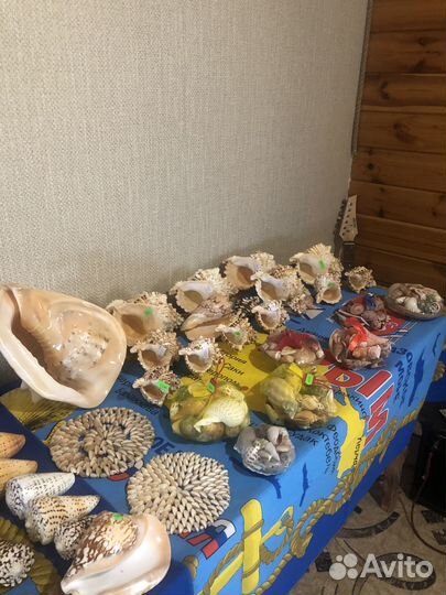 Морские ракушки раковины и коралы