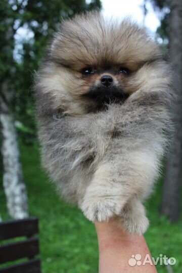 Померанский шпиц девочки