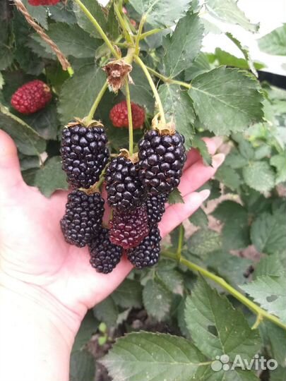 Саженцы ежевики