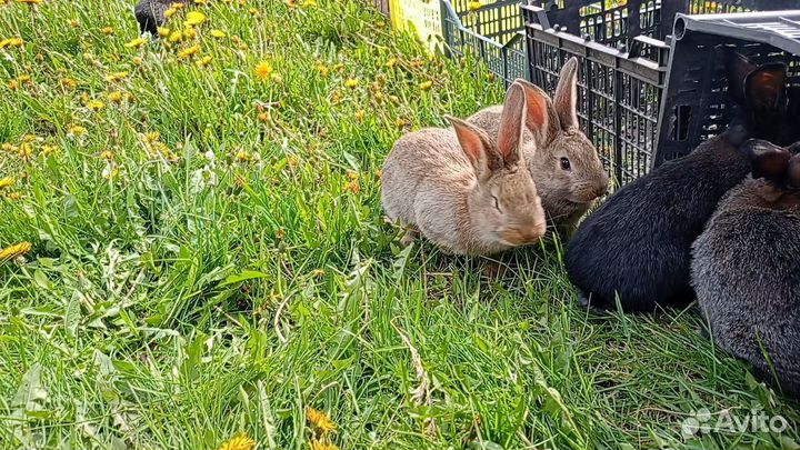 Крольчата