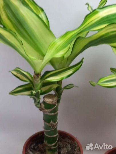 Драцена фрагранс Yellow Coast