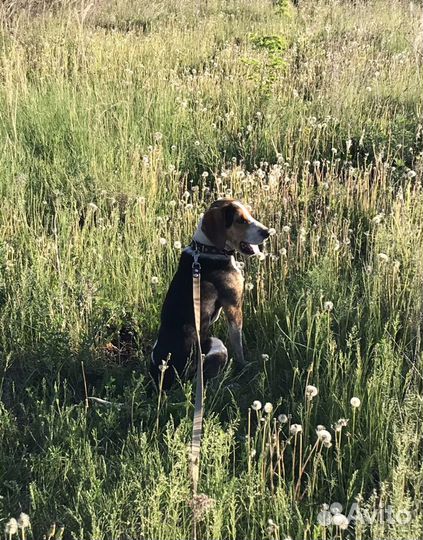 Вязка эстонская гончая