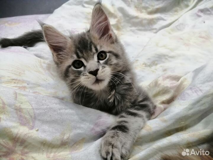 Котята мейн-кун