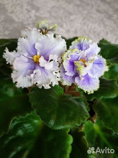 Детки сортовых фиалок