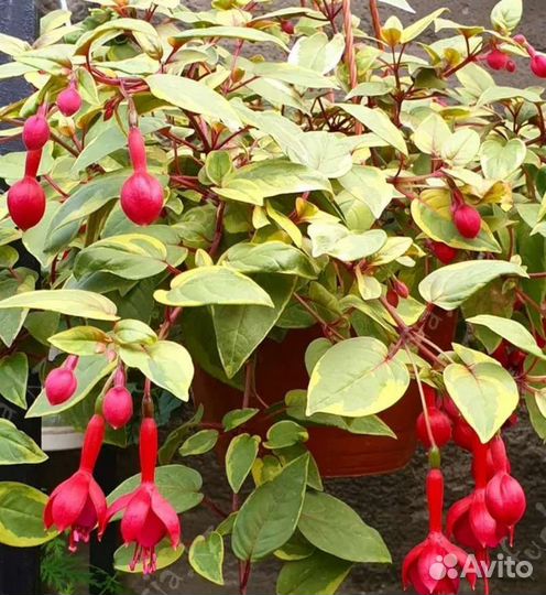 Фуксия Голд Маринка