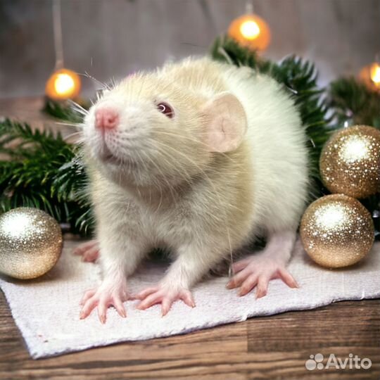 Крысята Дамбо. Крысы Дамбо. Крыса от Питомника