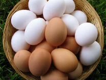 Продам крупные домашние яйца с доставкой