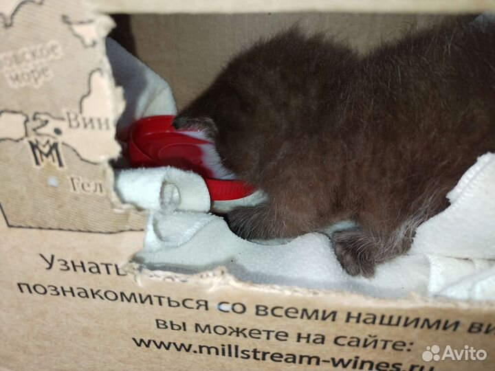 Черный пушистый котенок породистый