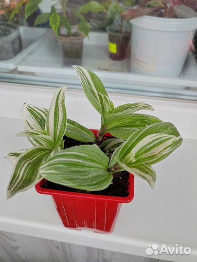 Традесканция белая