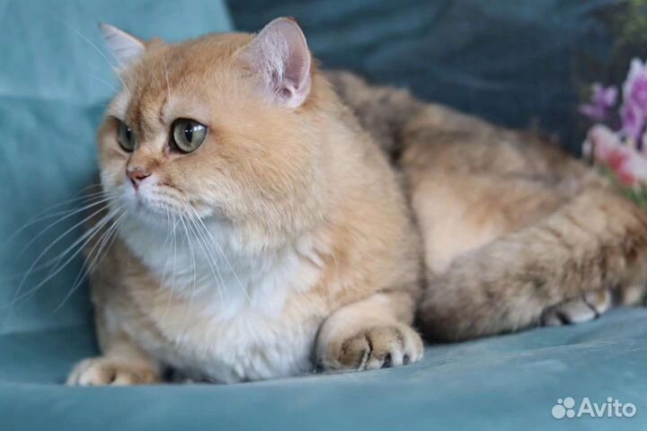 Британский кот в разведение