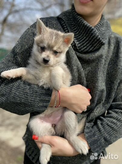 Аляскинский кли кай или помски