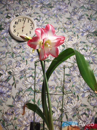 Диффенбахия