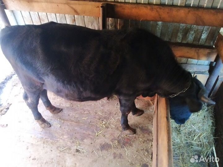 Бык и телка