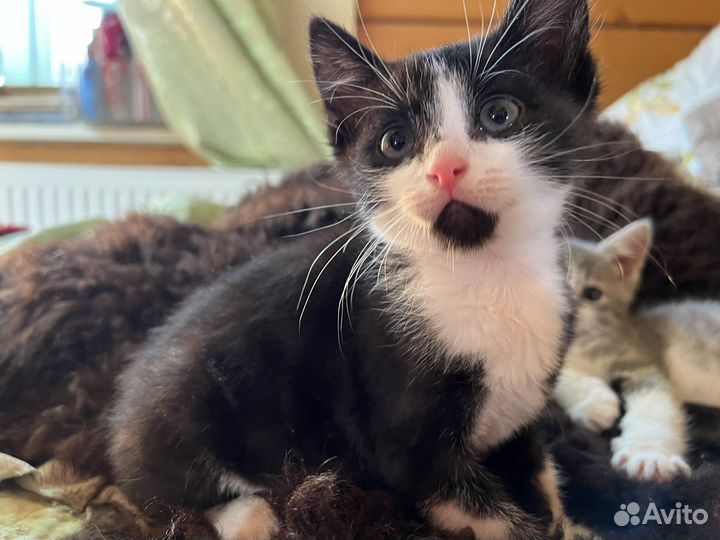 Котята в добрые руки бесплатно