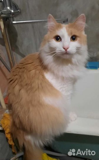 Котик в дар