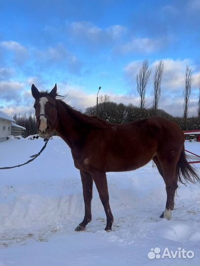 Продам лошадей