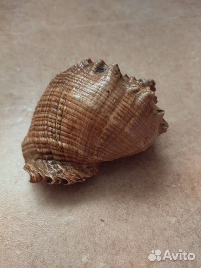 Ракушка морская большая