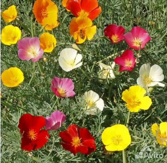 Садовые многолетние цветы