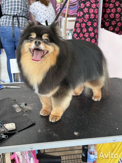 Начинающий грумер,помощник грумера