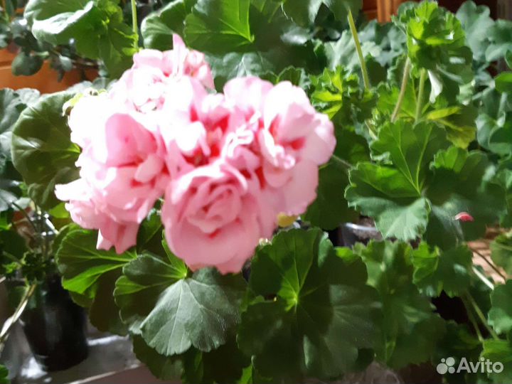 Пеларгония герань