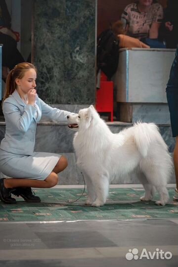 Услуги хендлера, показ собаки на выставках