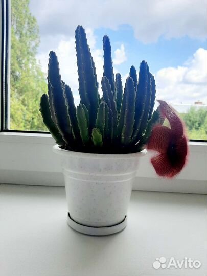 Красавица Стапелия