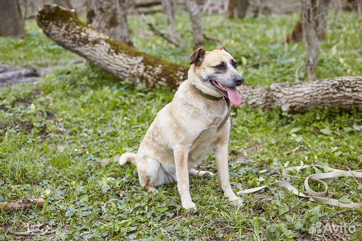 В добрые руки умная собака Ряба