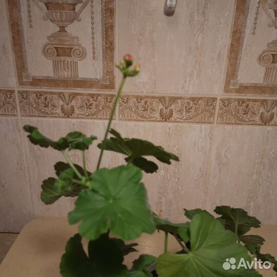 Пеларгония герань