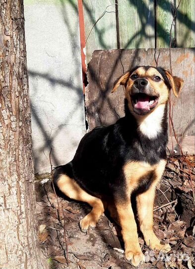 Щенки подростки в добрые руки