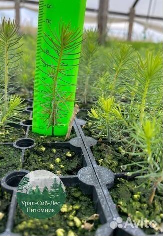 Сосна зкс окс сеянцы Ель Лиственница Голуб Горная