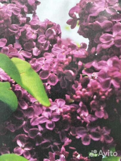 Саженец сирени 