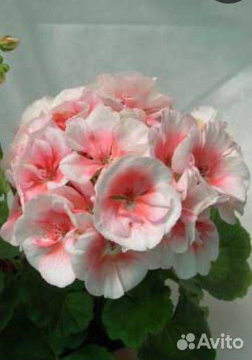 Пеларгония / герань